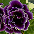 Цветок Глоксиния Брокад F1 Блу (махровая) 5 шт.