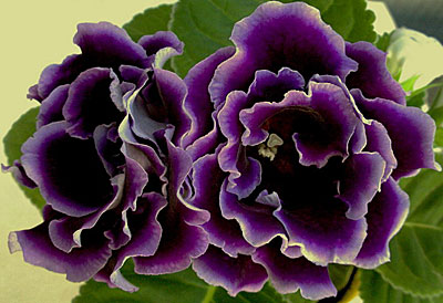 Цветок Глоксиния Брокад F1 Блу (махровая) 5 шт.