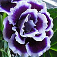 Цветок Глоксиния Брокад F1 Блу Энд Вайт (махровая) 5 шт.