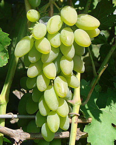 Виноград Тимур (очень ранний сорт)