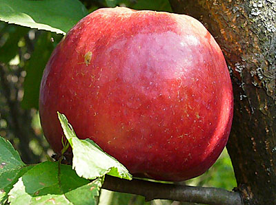 Яблоня Жигулевское (позднеосенний сорт)