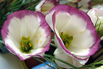 Цветок Эустома Сапфир Розовая дымка (5 шт.)