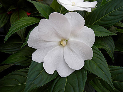 Цветок Бальзамин Белая милашка (0,1 гр.)
