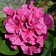 Цветок Петуния Дабл каскад пинк (махровая, гибридная) 10 шт.