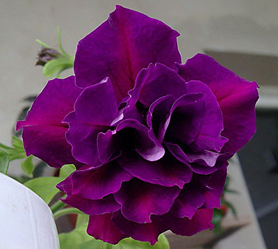 Цветок Петуния Дабл каскад бургунди (гибридная) 10 шт.