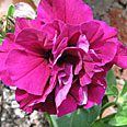 Цветок Петуния Дуо бургунди (махровая, многоцветковая) 10 шт.