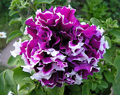 Цветок Петуния Пируэтт парпл (махровая, крупноцветковая) 10 шт.