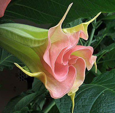 Цветок Бругмансия (розовая) 5 шт.