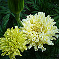 Цветок Бархатцы Килиманджаро (прямостоячий) 0,1 гр.