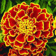 Цветок Бархатцы Оранжевое пламя (отклонённые) 0,4 гр.