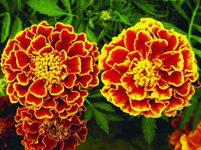 Цветок Бархатцы Оранжевое пламя (отклонённые) 0,4 гр.