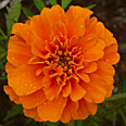 Цветок Бархатцы Петит оранжевые (отклонённые) 0,4 гр.