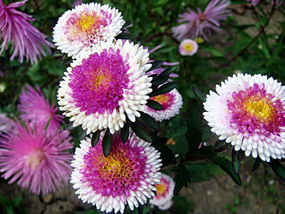 Цветок Астра Хай-но-мару (помпон) 0,2 гр.
