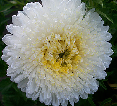 Цветок Астра Карина (принцесса) 0,3 гр.