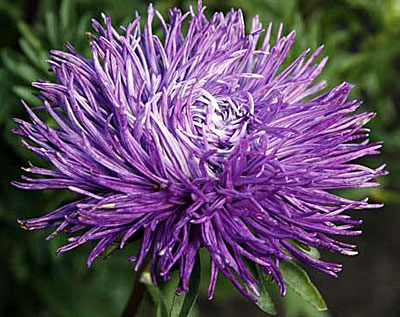 Цветок Астра уникум Виолет (игольчатая) 0,3 гр.