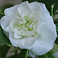 Цветок Бальзамин Том Самб белый 0,1 гр.