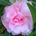Цветок Бальзамин Том Самб розовый 0,1 гр.