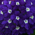 Цветок Вербена Синяя с глазком (гибридный сорт) 0,1 гр.