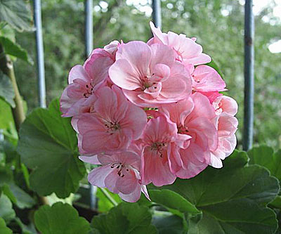 Цветок Пеларгония Яблоневый цвет (5 шт.)