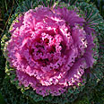 Цветок Капуста декоративная Нагойя Роуз (розовая) 10 шт.