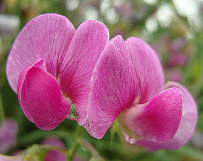 Цветок Душистый горошек Спенсер Резидент (ярко-розовый) 1 гр.