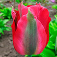 Тюльпан зеленоцветный Ред Спринггрин (в упаковке 10 луковиц)