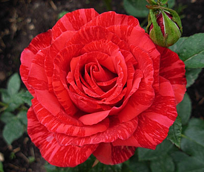 Роза Ред Интуишн (чайно-гибридная)