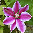 Клематис Карнаби (крупноцветковый)