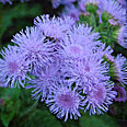 Цветок Агератум Голубая норка (0,1 гр.)