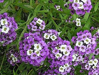 Цветок Алиссум Фиолетовая королева (0,3 гр.)