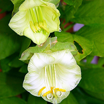 Цветок Кобея Винно-белая лазающая (5 шт.)
