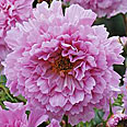 Цветок Космея Роуз Бонбон (махровая) 0,1 гр.
