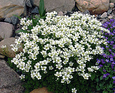 Цветок Камнеломка Арендса Белый ковер (0,01 гр.)
