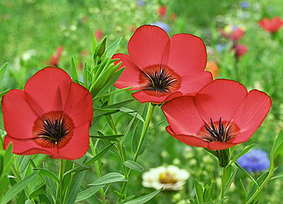 Цветок Лён Красный (0,5 гр.)