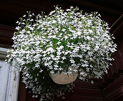Цветок Лобелия Белый фонтан (плетистая) 0,1 гр.