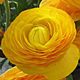 Цветок Ранункулюс Блумингдейл Голден шейдес (5 шт.)