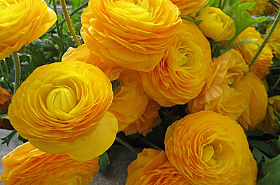 Цветок Ранункулюс Блумингдейл Голден шейдес (5 шт.)