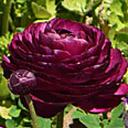 Цветок Ранункулюс Блумингдейл Парпл Шейдес (5 шт.)