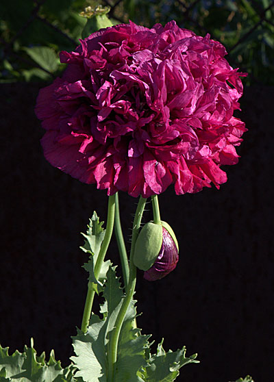 Цветок Папавер пионовидный Румба (0,1 гр.)