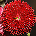 Цветок Маргаритка помпонная Ред (0,05 гр.)