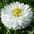 Цветок Маргаритка Белый Шар (0,05 гр.)