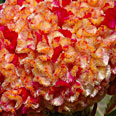 Цветок Целозия Корона (гребенчатая) 10 шт.