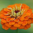 Цветок Цинния Оранжевый король (георгиноцветковая) 0,4 гр.