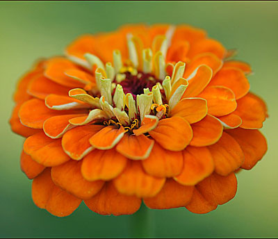 Цветок Цинния Оранжевый король (георгиноцветковая) 0,4 гр.