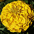 Цветок Цинния Птичка Канарейка (георгиноцветковая) 0,4 гр.