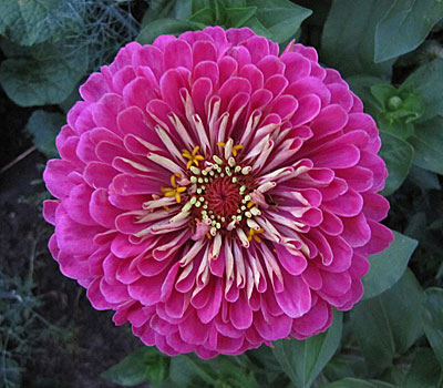 Цветок Цинния Супер Йога Парпл (георгиноцветковая) 0,4 гр.