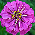 Цветок Цинния Фиолетовая Королева (георгиноцветковая) 0,4 гр.