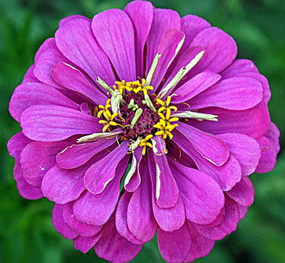 Цветок Цинния Фиолетовая Королева (георгиноцветковая) 0,4 гр.