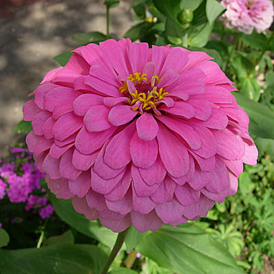 Цветок Цинния Салмон Роуз (изящная) 0,4 гр.