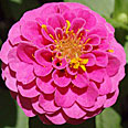 Цветок Цинния лиллипут Розовая (0,4 гр.)